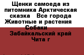 Щенки самоеда из питомника Арктическая сказка - Все города Животные и растения » Собаки   . Забайкальский край,Чита г.